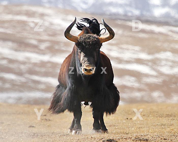 藏地野牦牛之22 tibetan wild yak