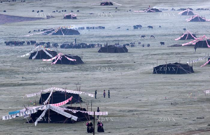 藏地玉树地区黑牦牛帐篷