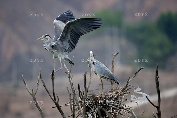 苍鹭又称灰鹭,为鹭科鹭属的一种涉禽,也是鹭属的模式种.